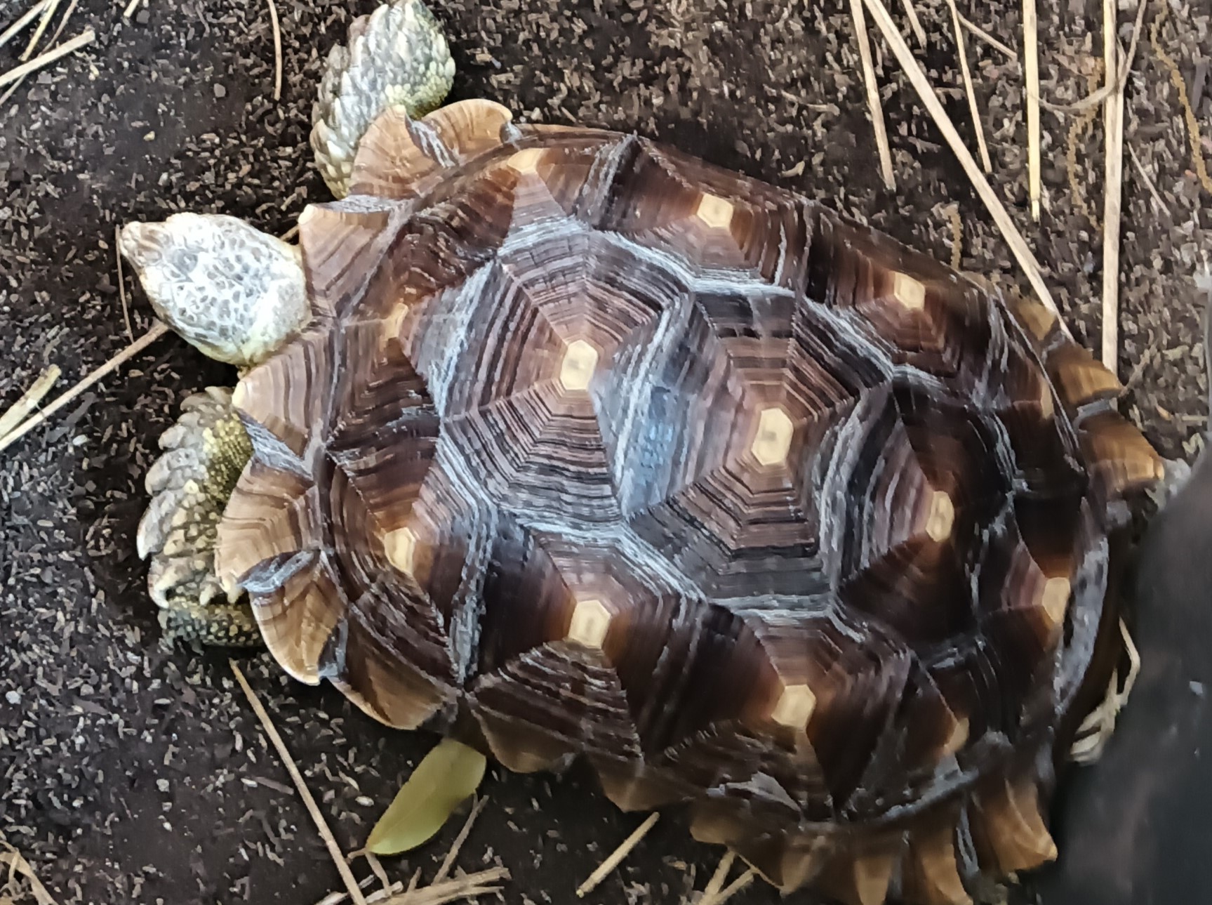 ケヅメリクガメ