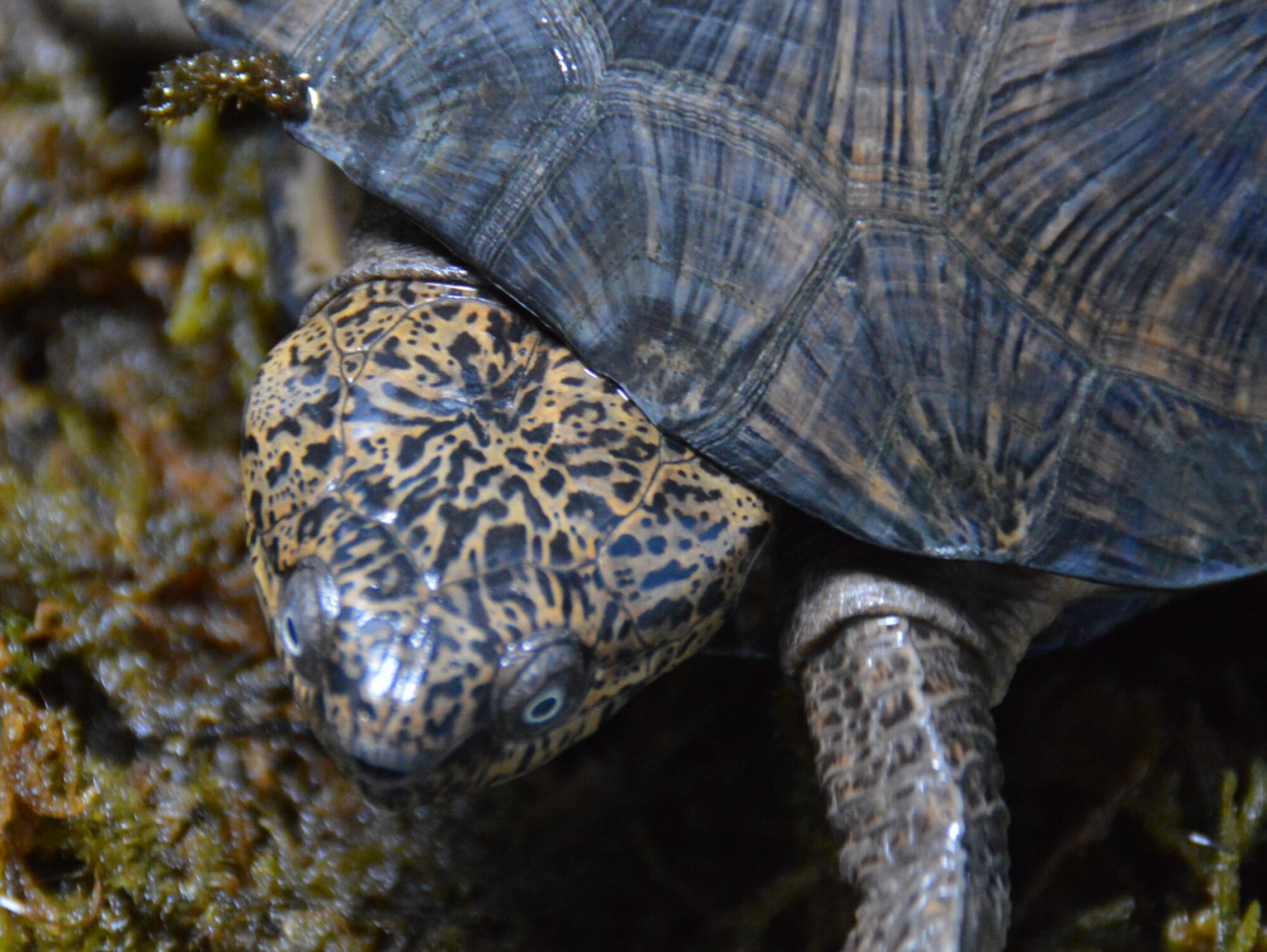 New Arrivals：Pelusios niger ＆ M.rugosa(siebenrocki)