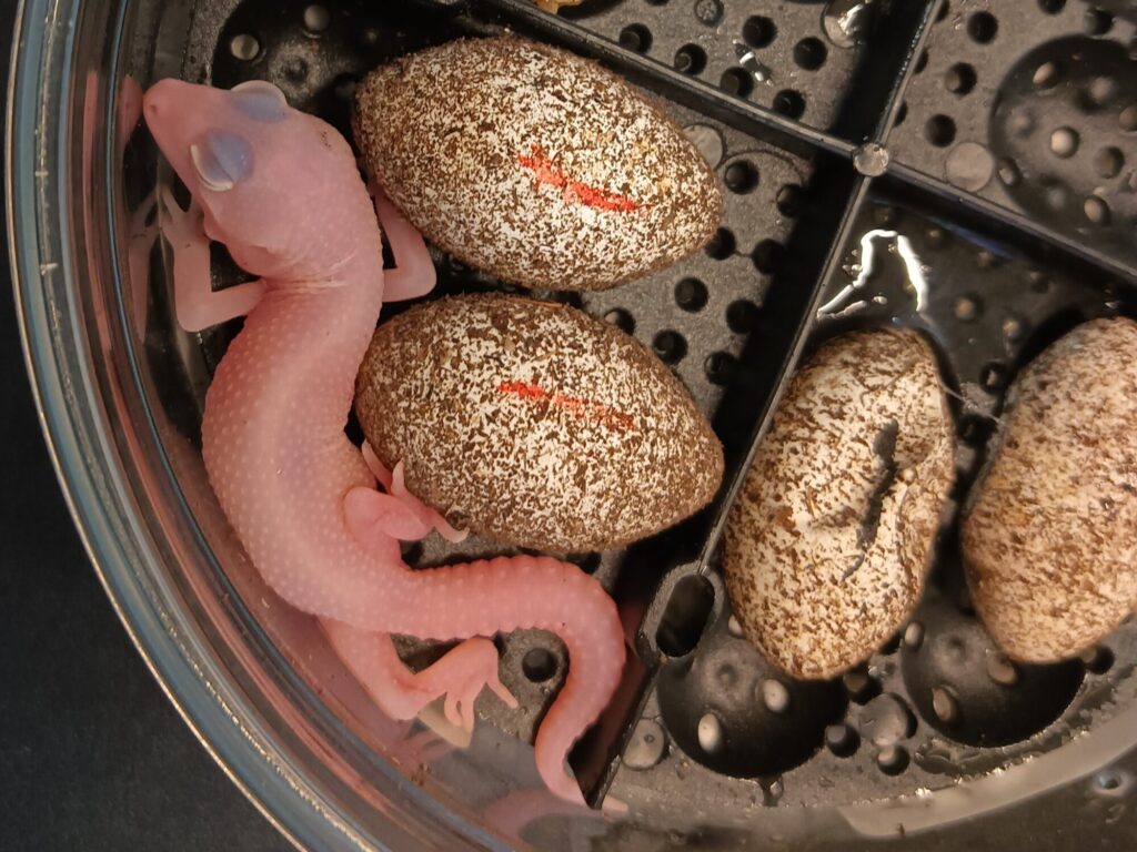 れぷばん