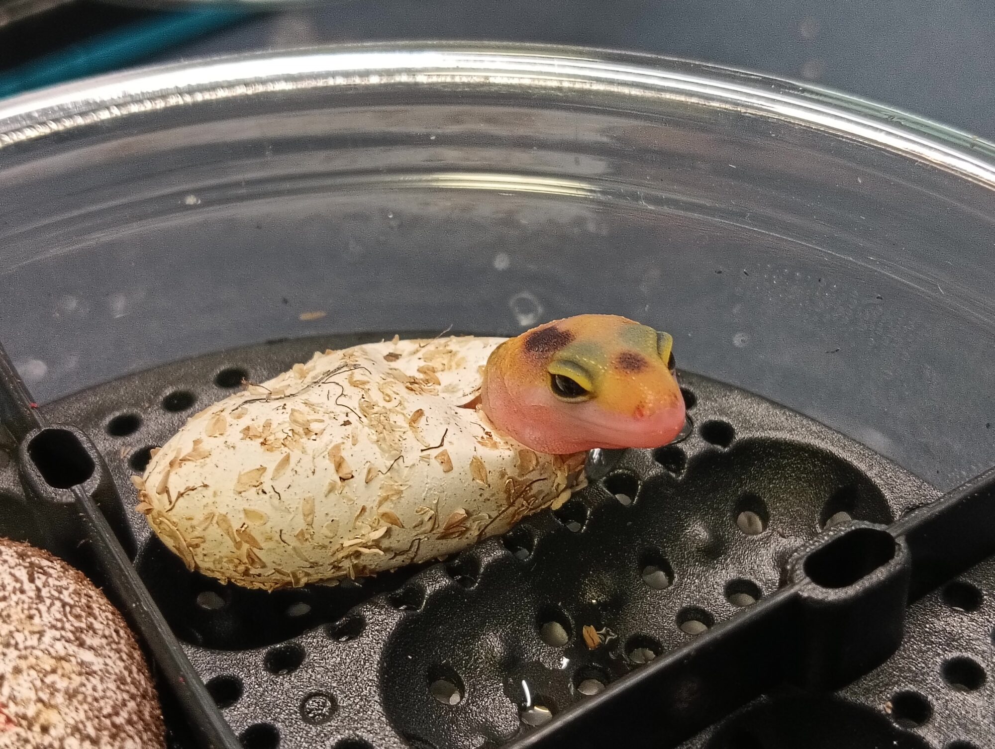 れぷばん