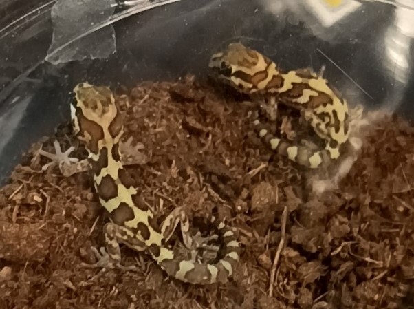 れぷばん