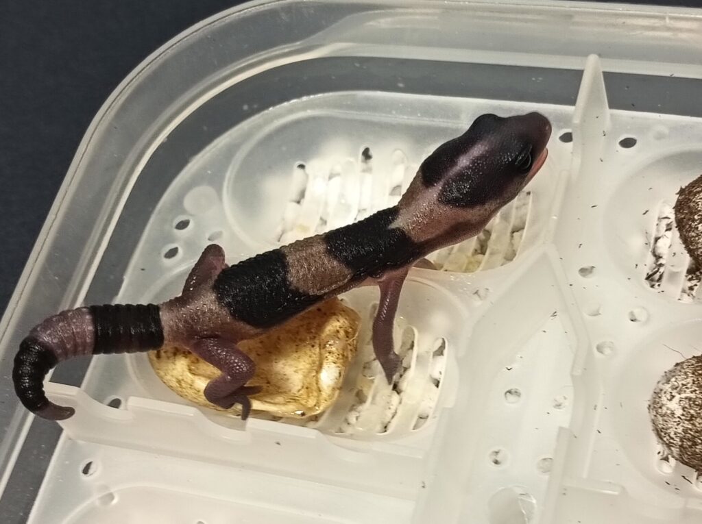 れぷばん