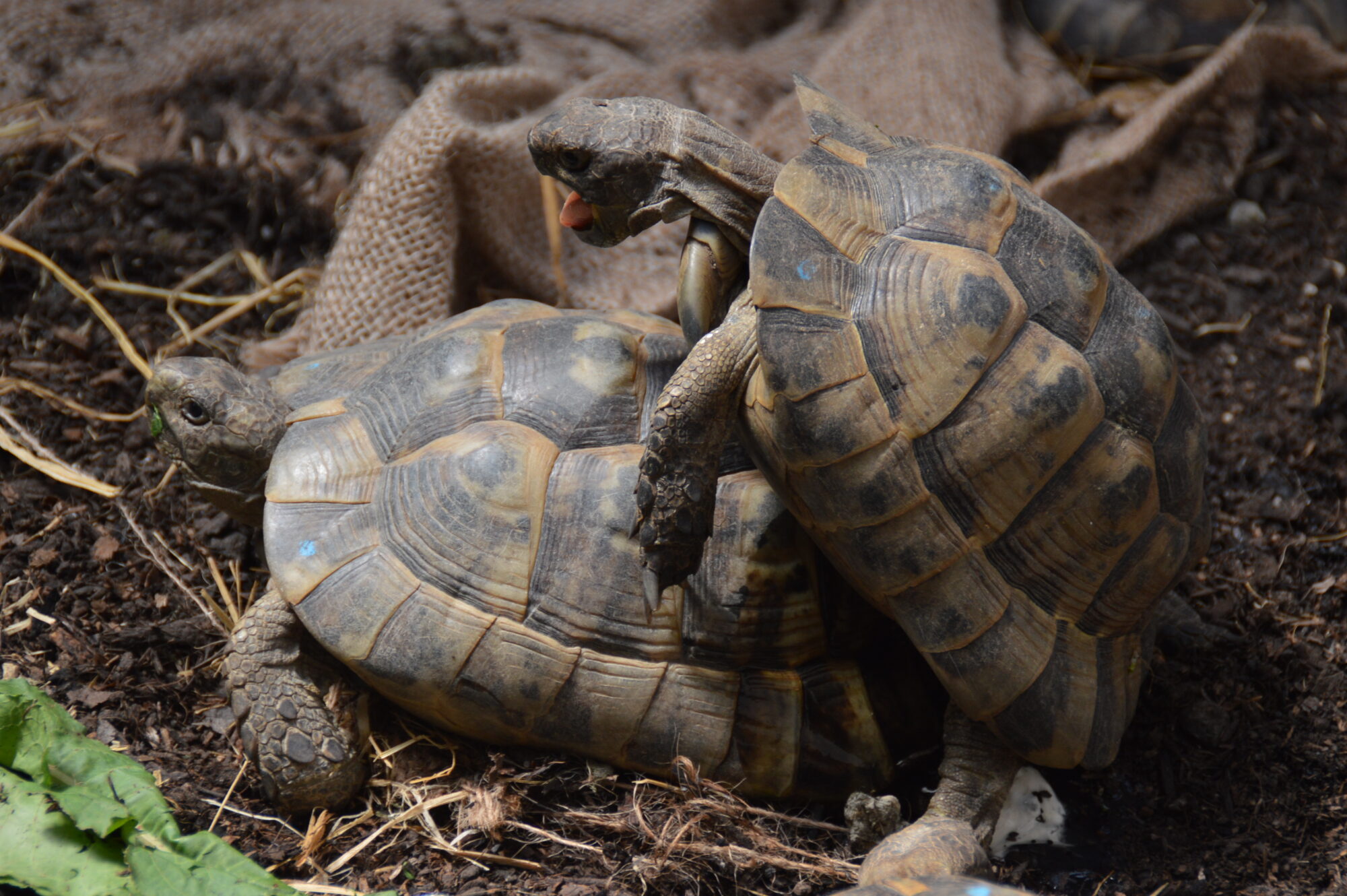 30秒で誘拐されます((+_+)) 屋外飼育での害獣対策