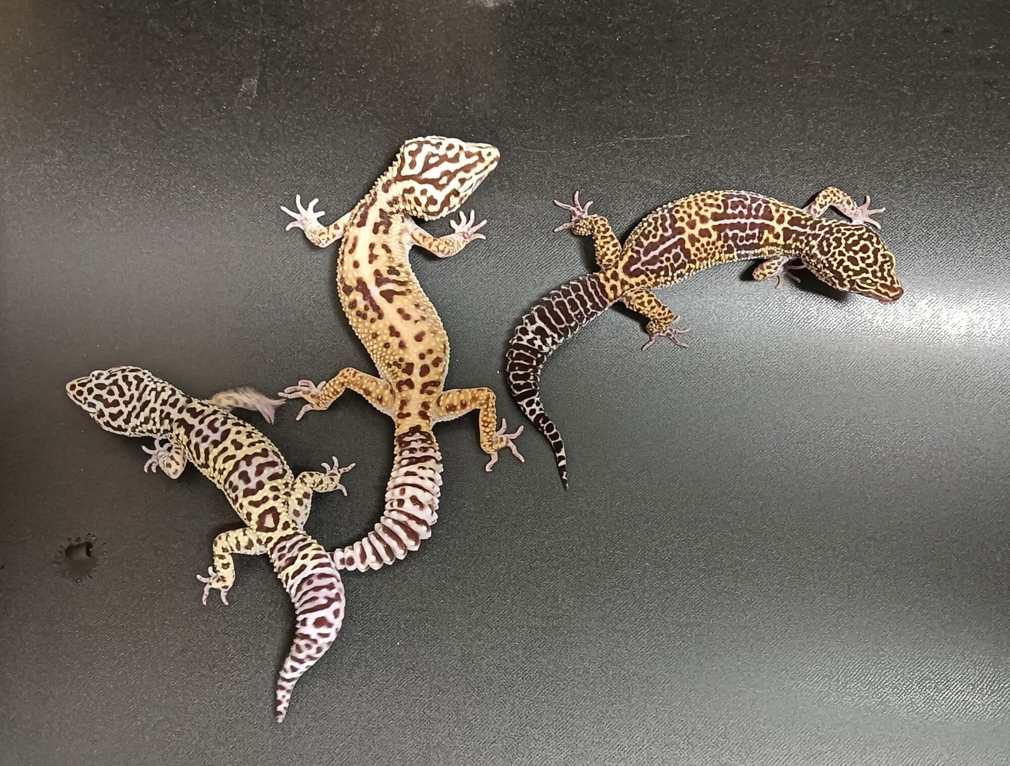 れぷばん