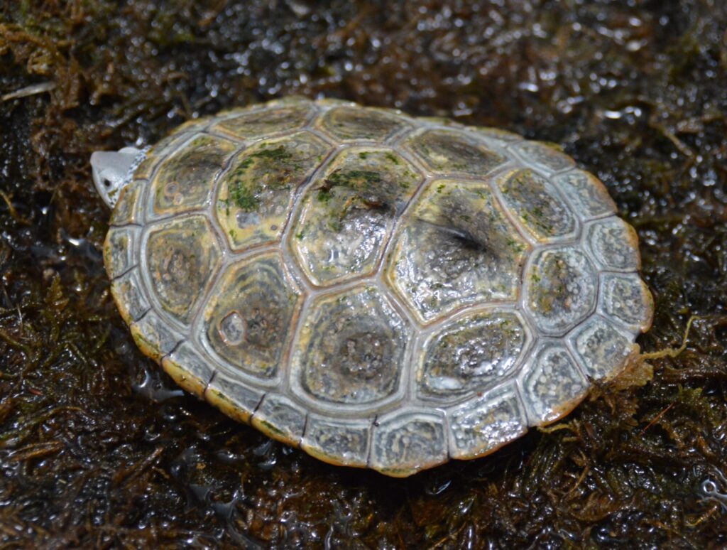 カロリナダイアモンドバックテラピン