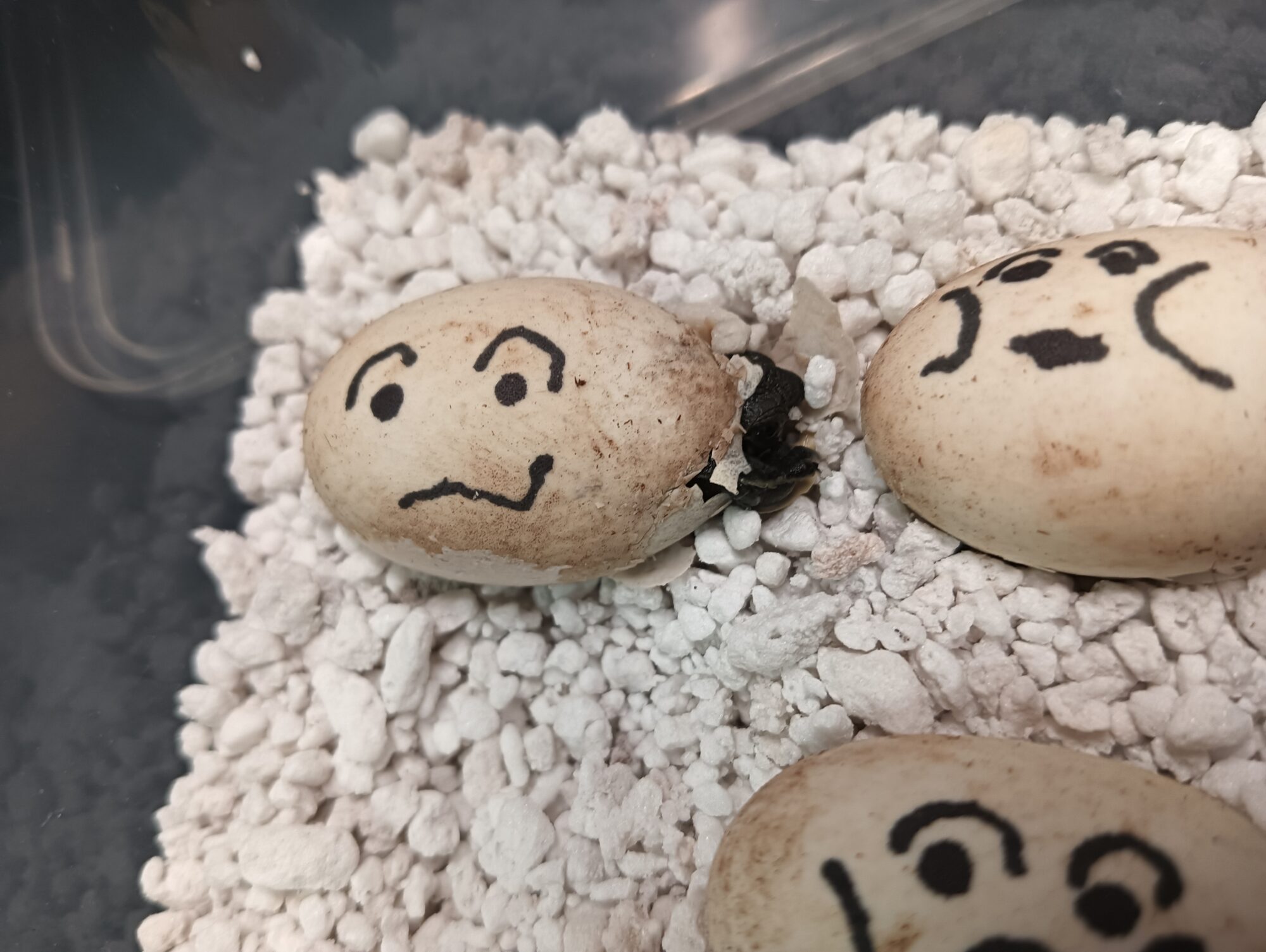 お盆に生まれ来る命