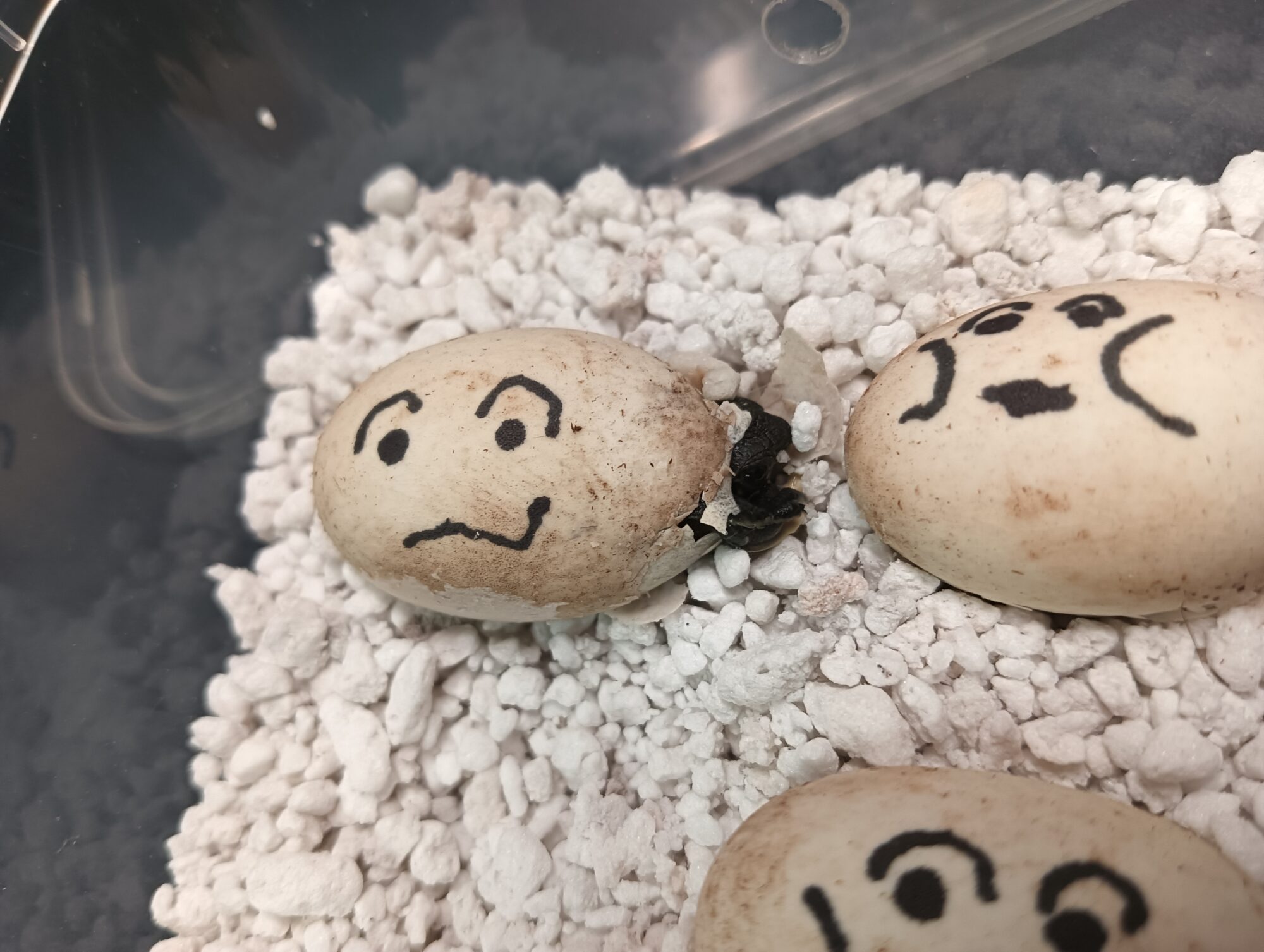遠方のお客さまへ（定期掲載）