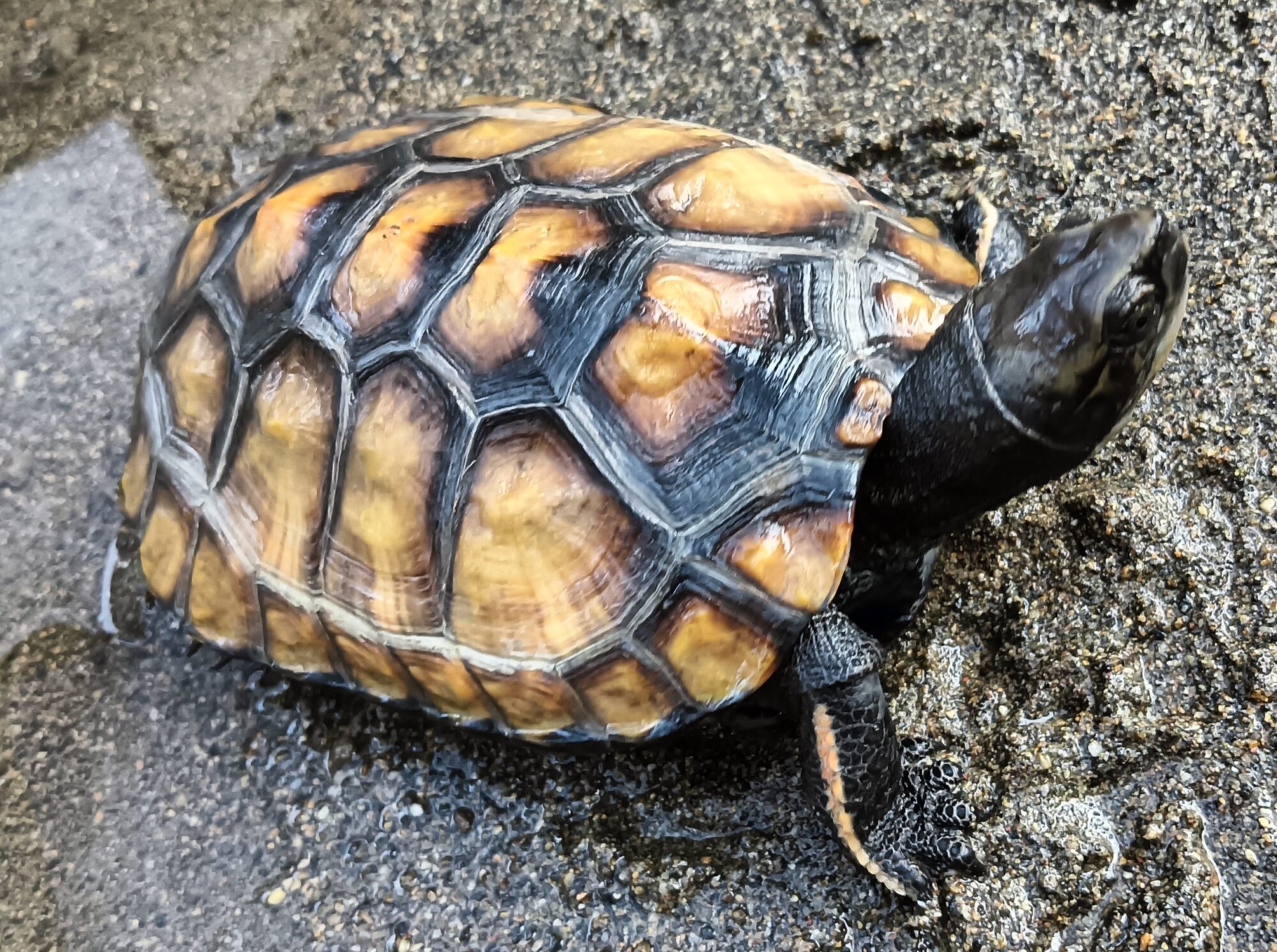 プチセール 中 です