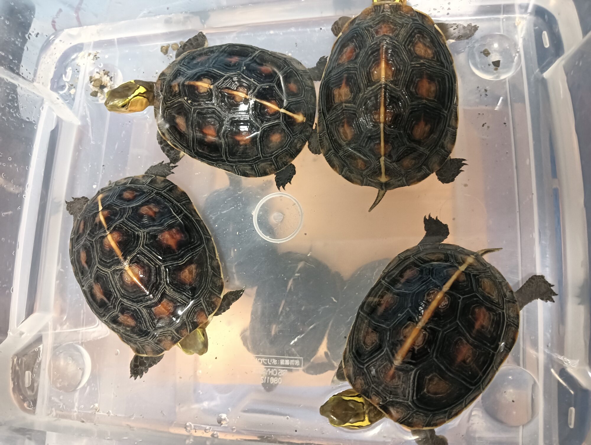 チュウゴクセマルハコガメ　販売