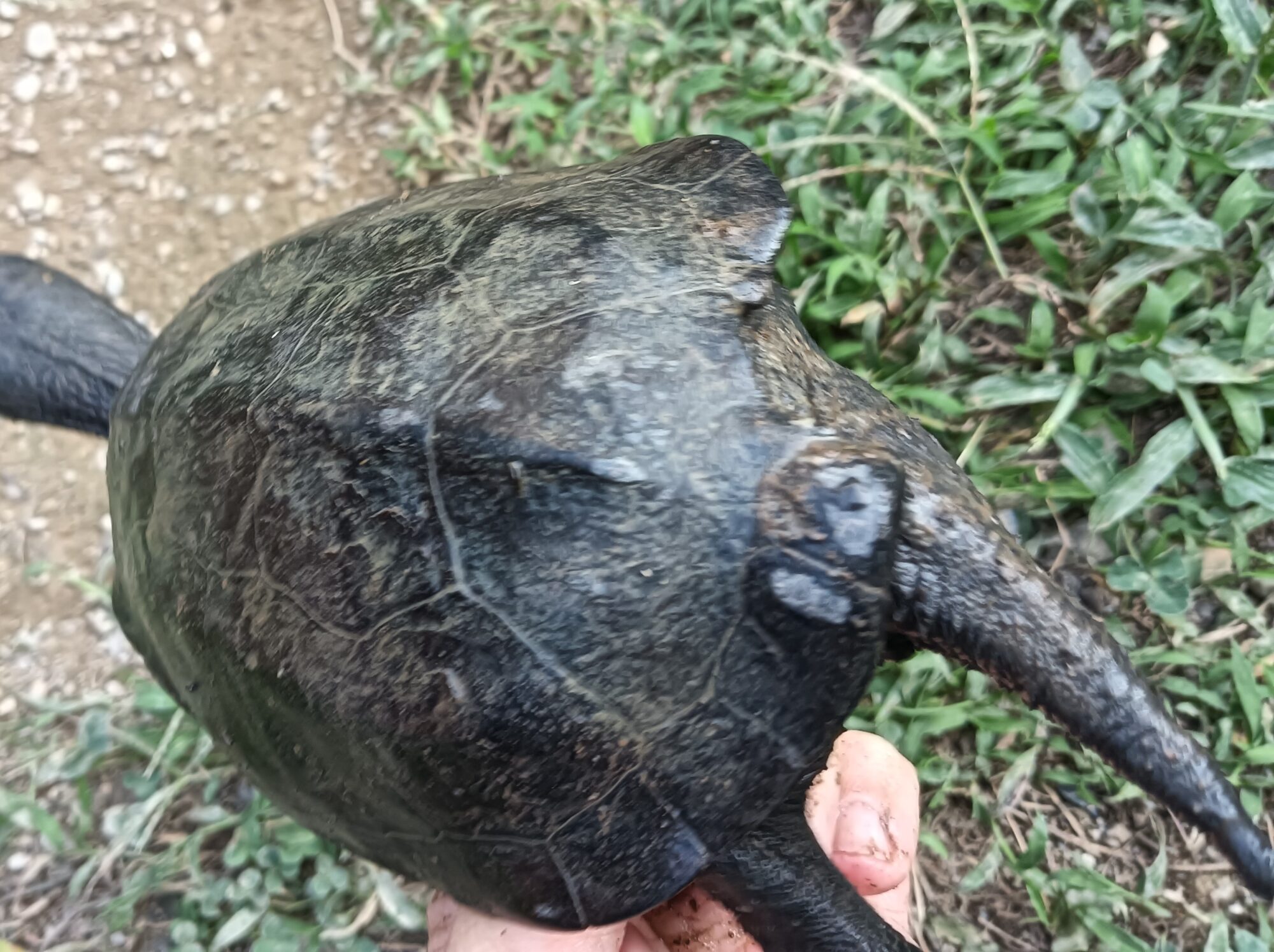 クサガメ　メラニスティック