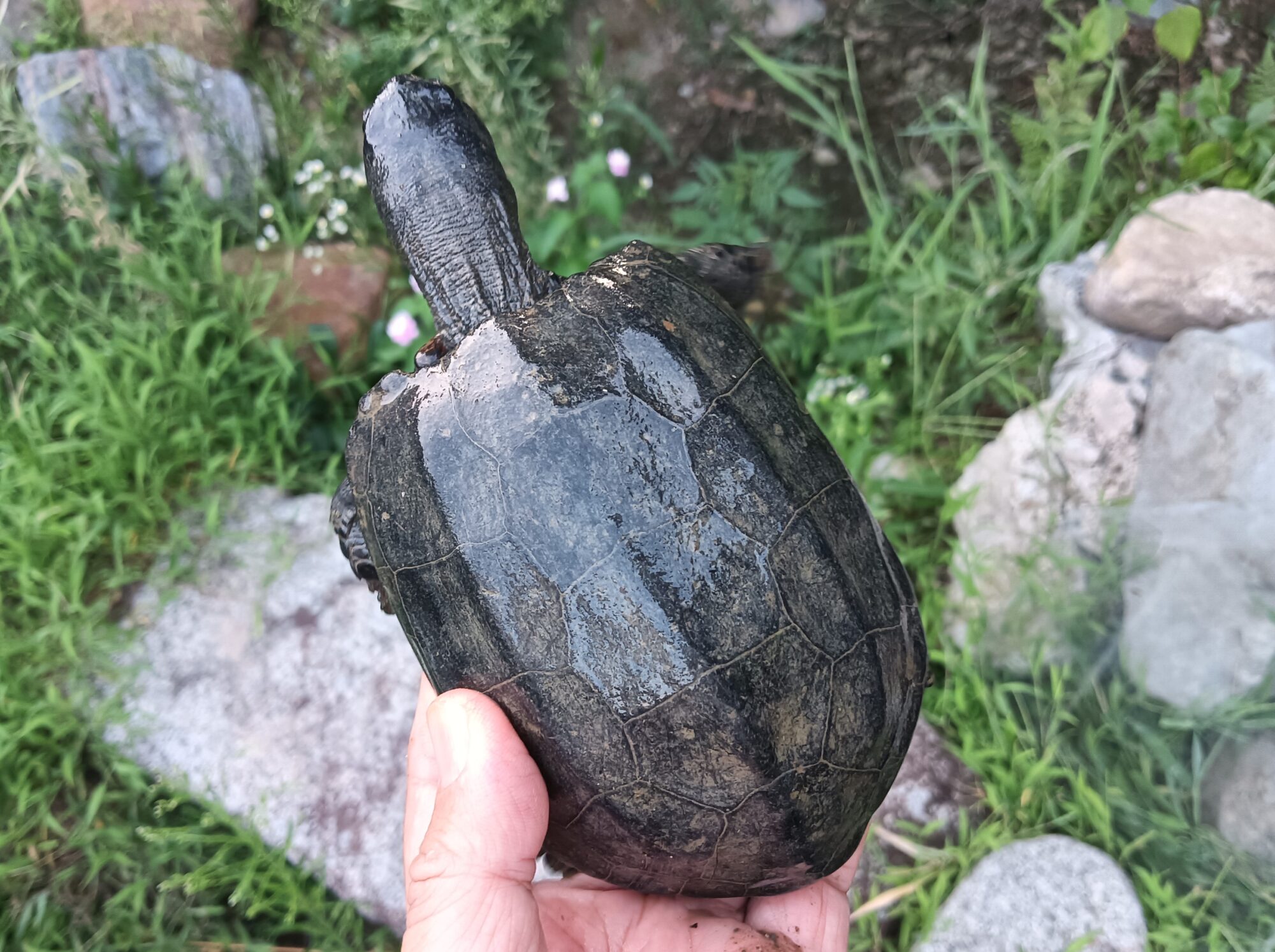 クサガメ　販売