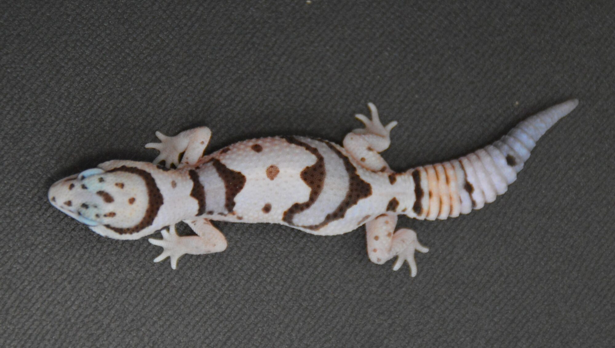 New Arrivals : ANIMA’s FARM CB | Reptile Bank