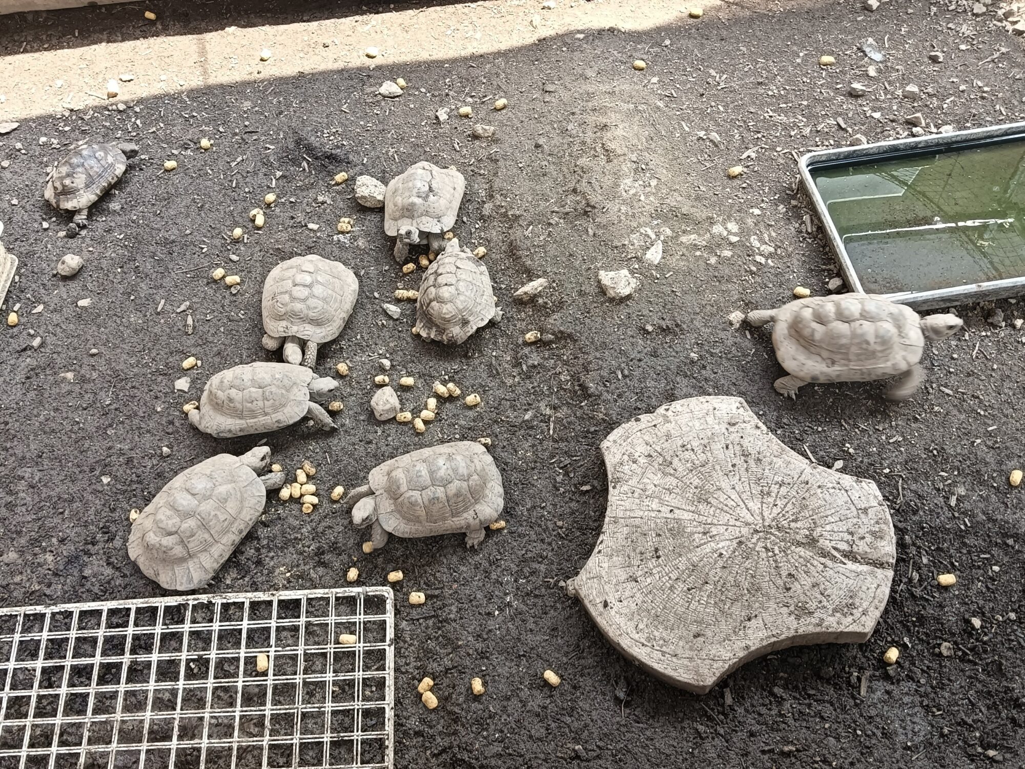 酷暑お見舞い申し上げます