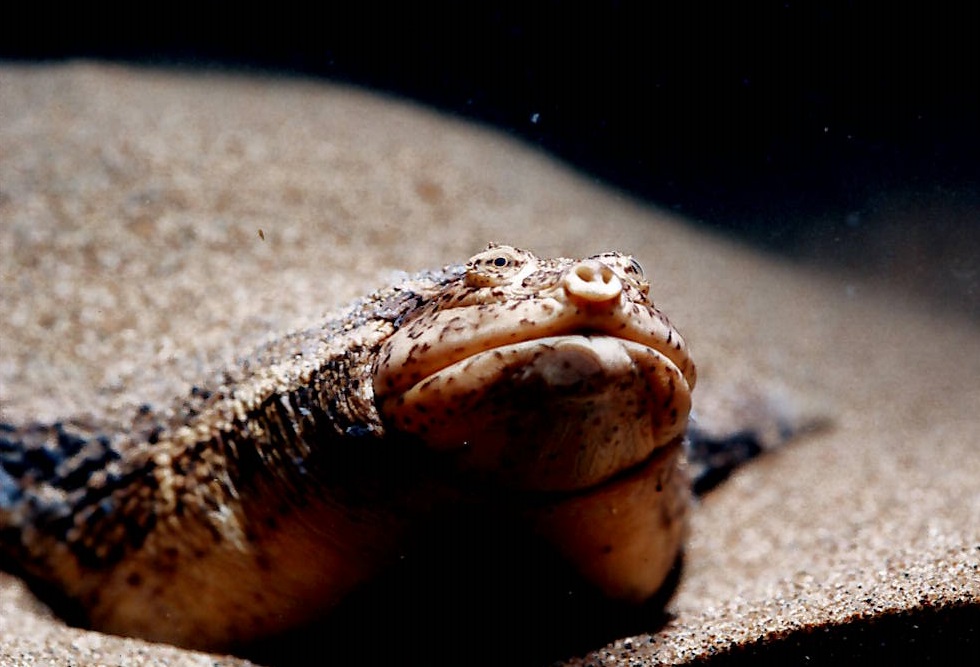 Softshell turtle〝 よもやま話 〟