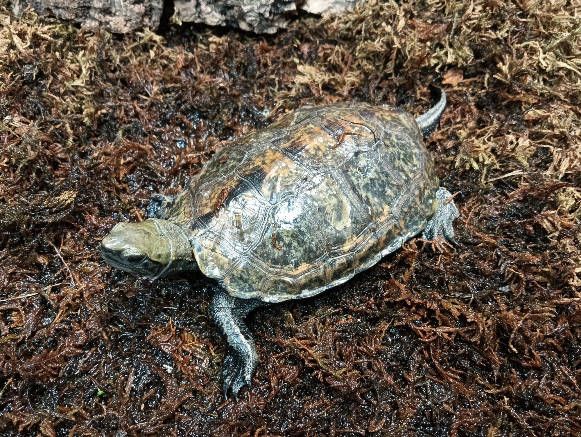 ニホンイシガメ　mj0225