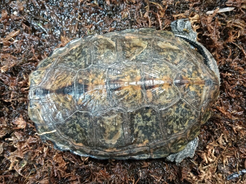 ニホンイシガメ　販売