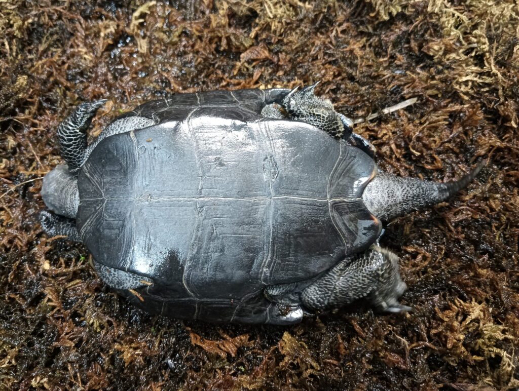 ニホンイシガメ　販売