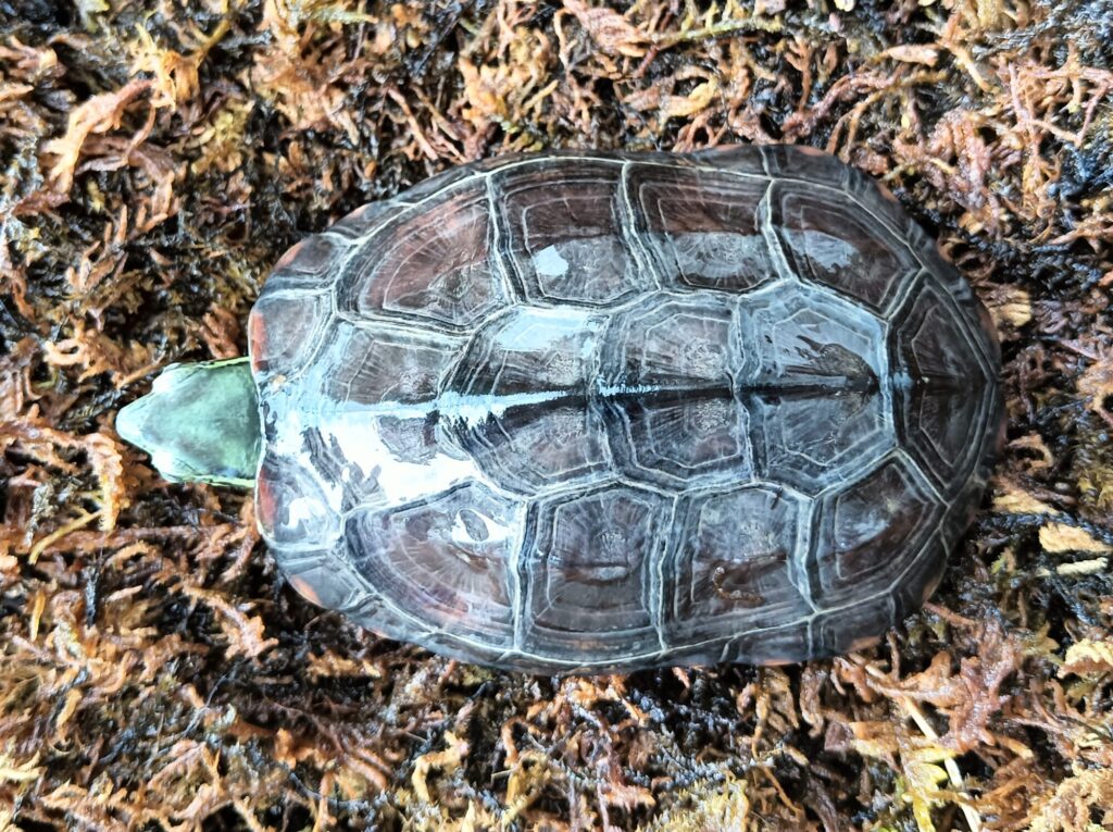 クサガメ　パステルアルビノ　販売