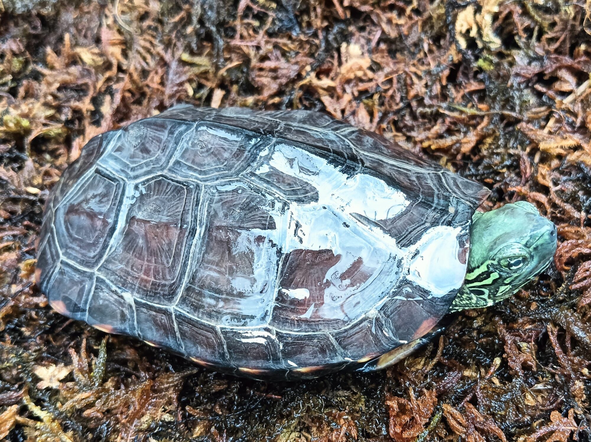 クサガメ　パステル　販売