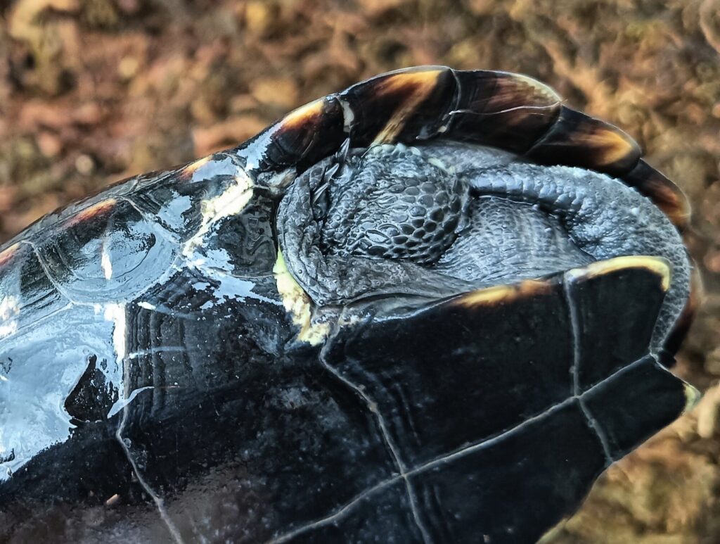 クサガメ　パステルアルビノ　販売