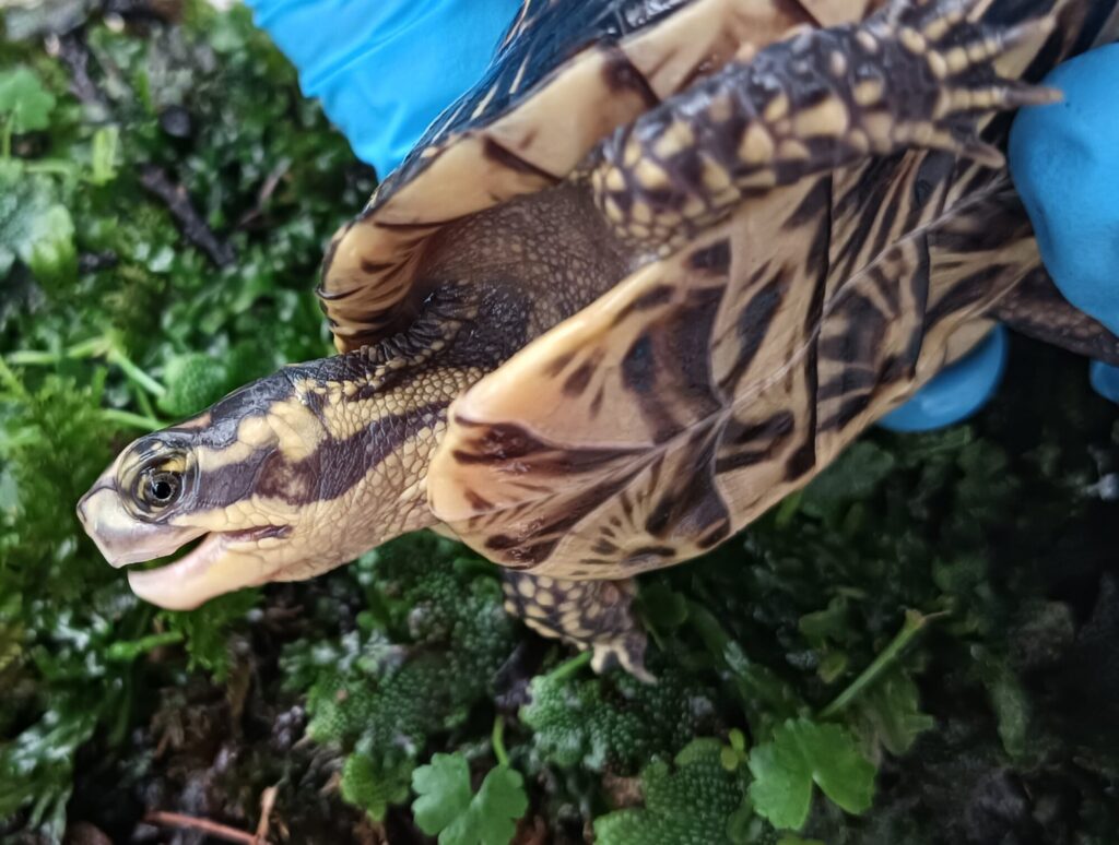【激レア】フロリダハコガメ骨格標本(甲羅) フルアダルト　剥製　爬虫類 tcb0125_3-1024x774.jpg