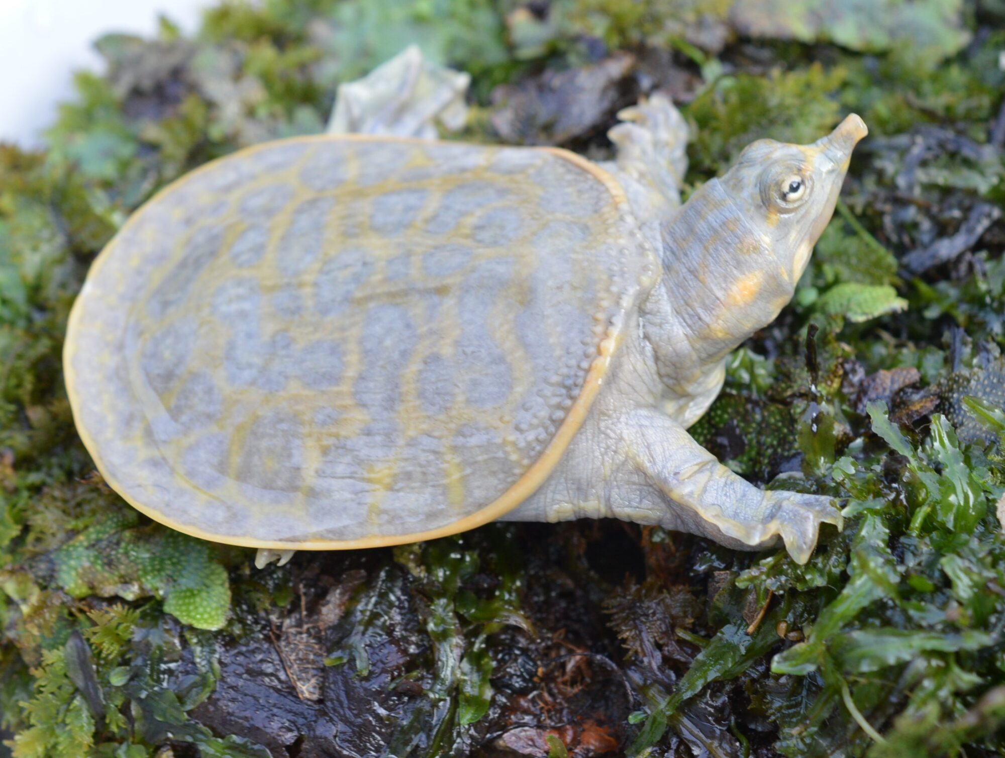 New Arrivals：C.sulcata    A.ferox    P.sinensis var.