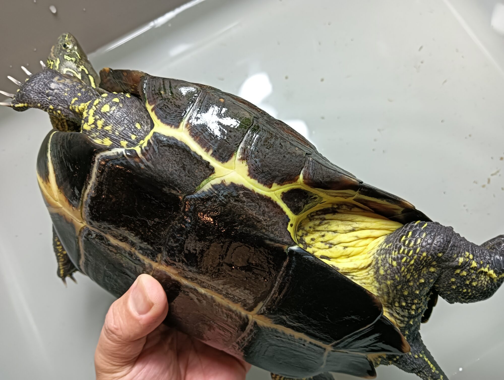 リーブスクサガメ（パステル）