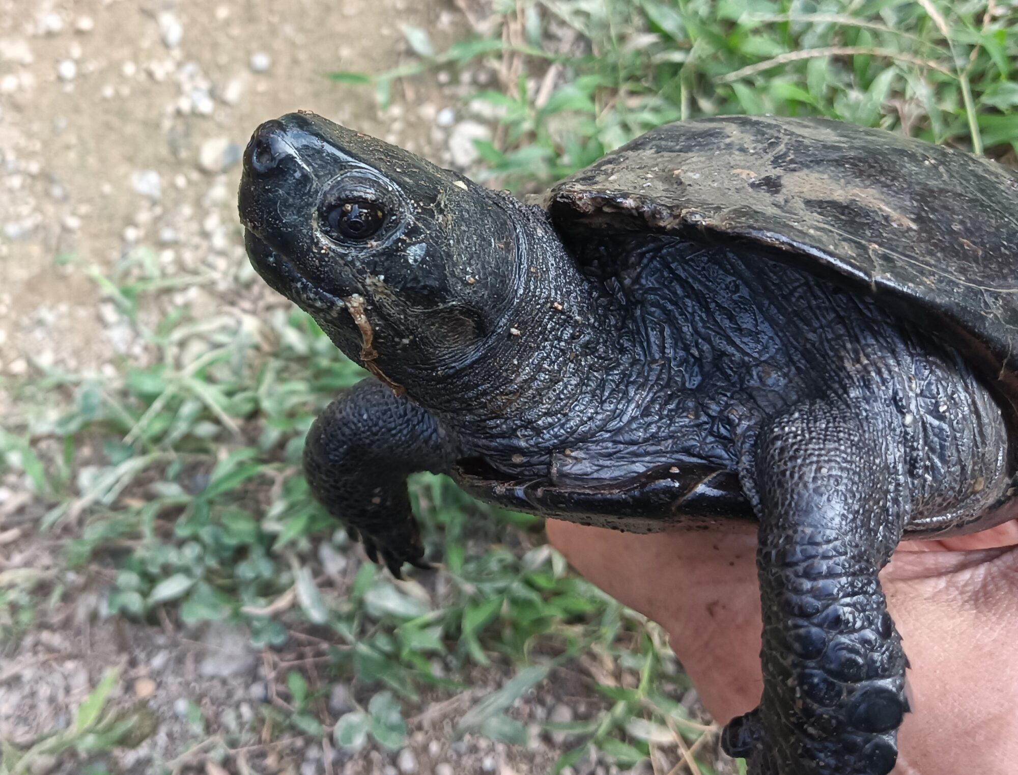 リーブスクサガメ（メラニスティック）