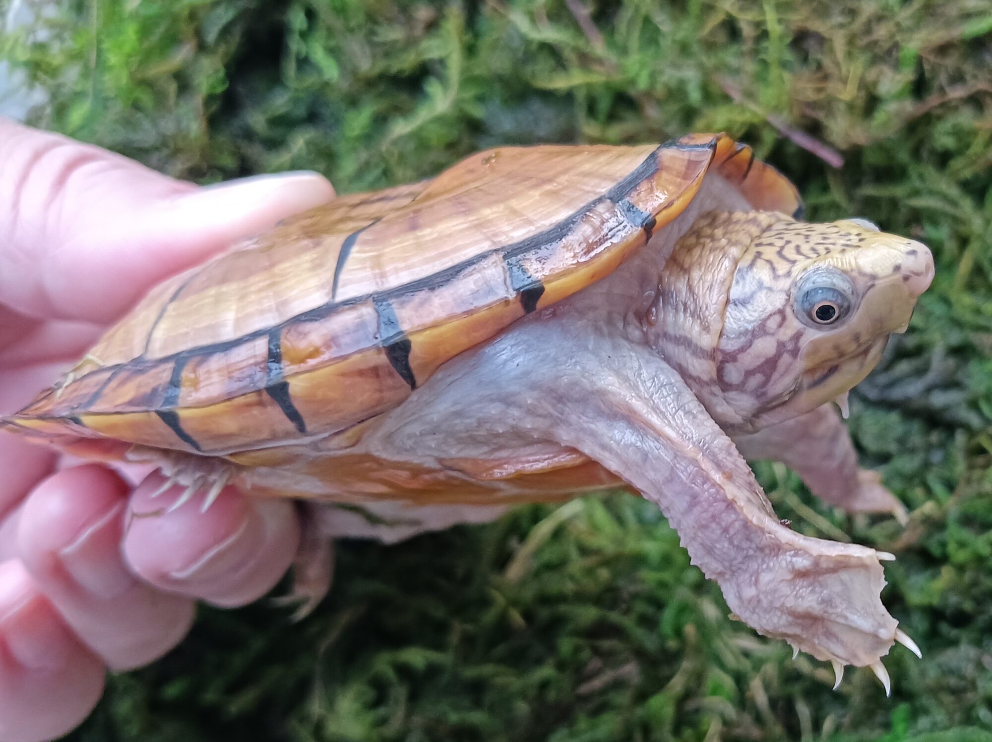 New Arrivals：  S. peltifer ,  S. pardalis（babcocki） ,  A. h. kazachstanica 