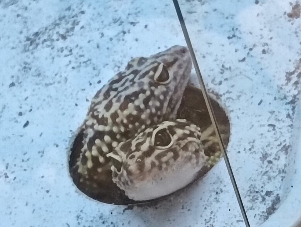 オバケトカゲモドキ