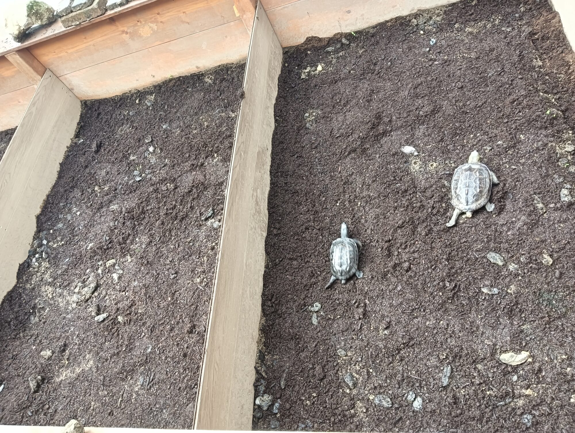 【大切なお知らせ】クサガメ 引取対応 残り2日です