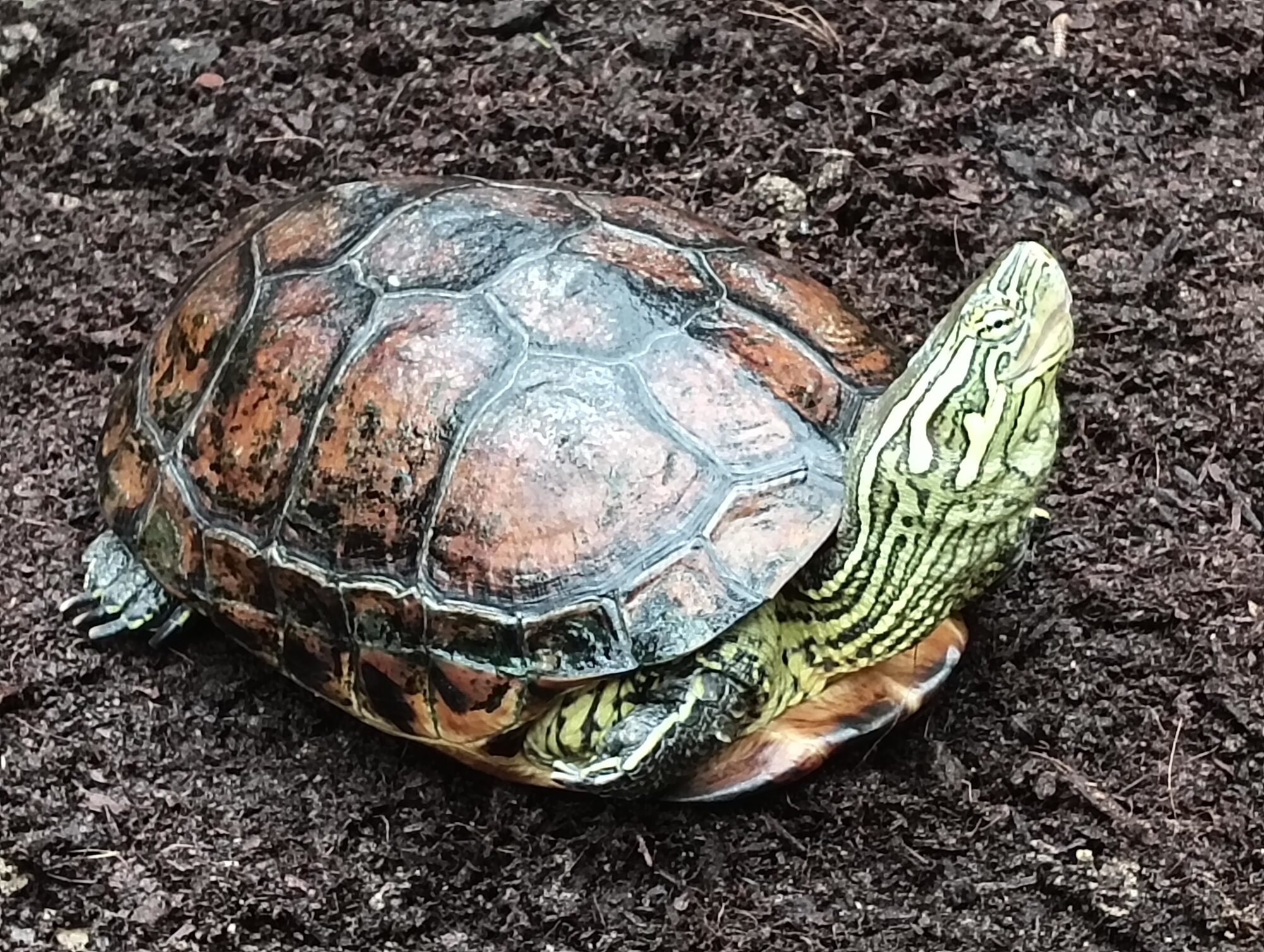 リーブスクサガメ（ハイポパステル）