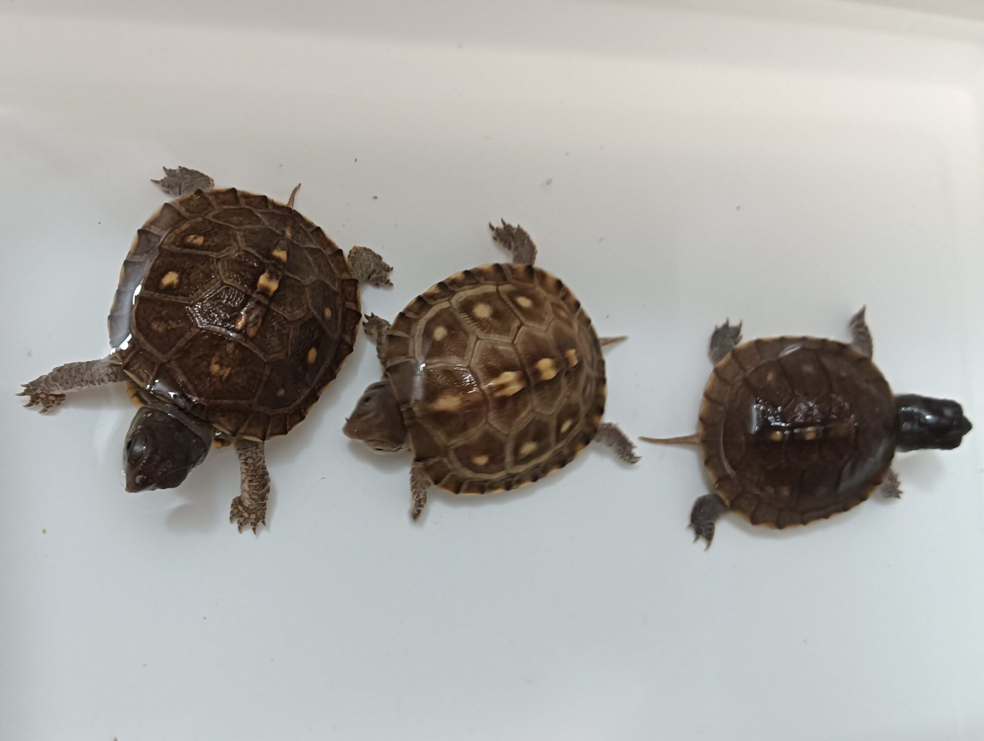 トウブハコガメ 販売