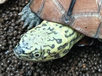 New Arrivals ： M.reevesii （Super Pastel）＆ Gallery 追加