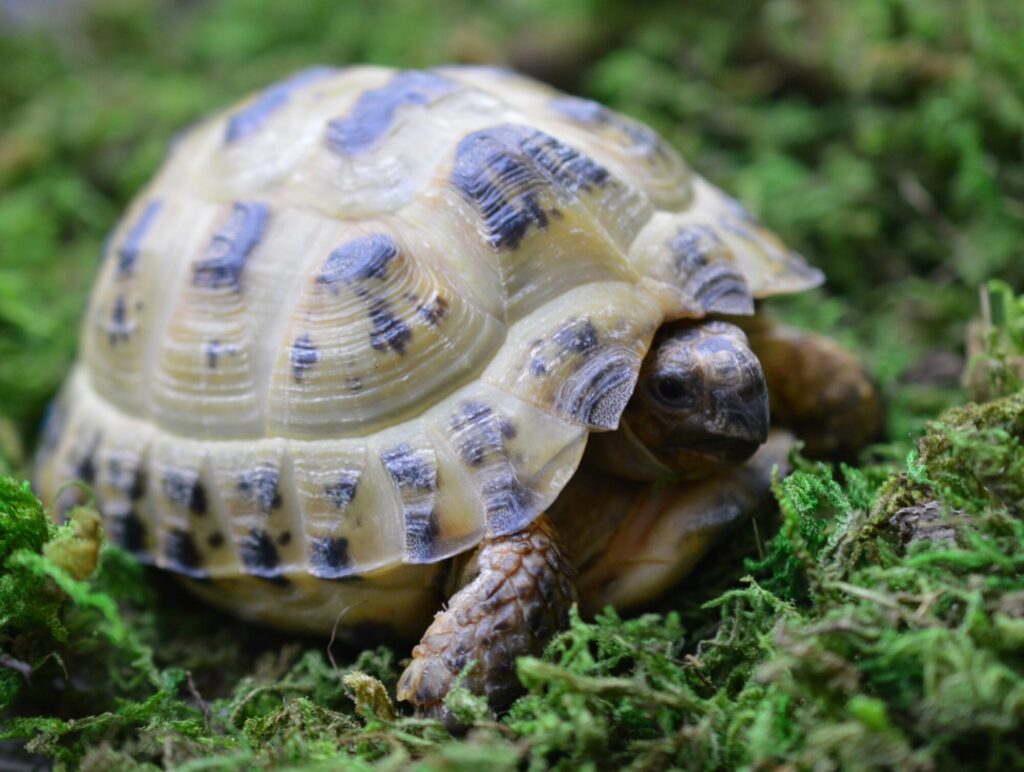 ロシアリクガメ h0825 | ANIMA