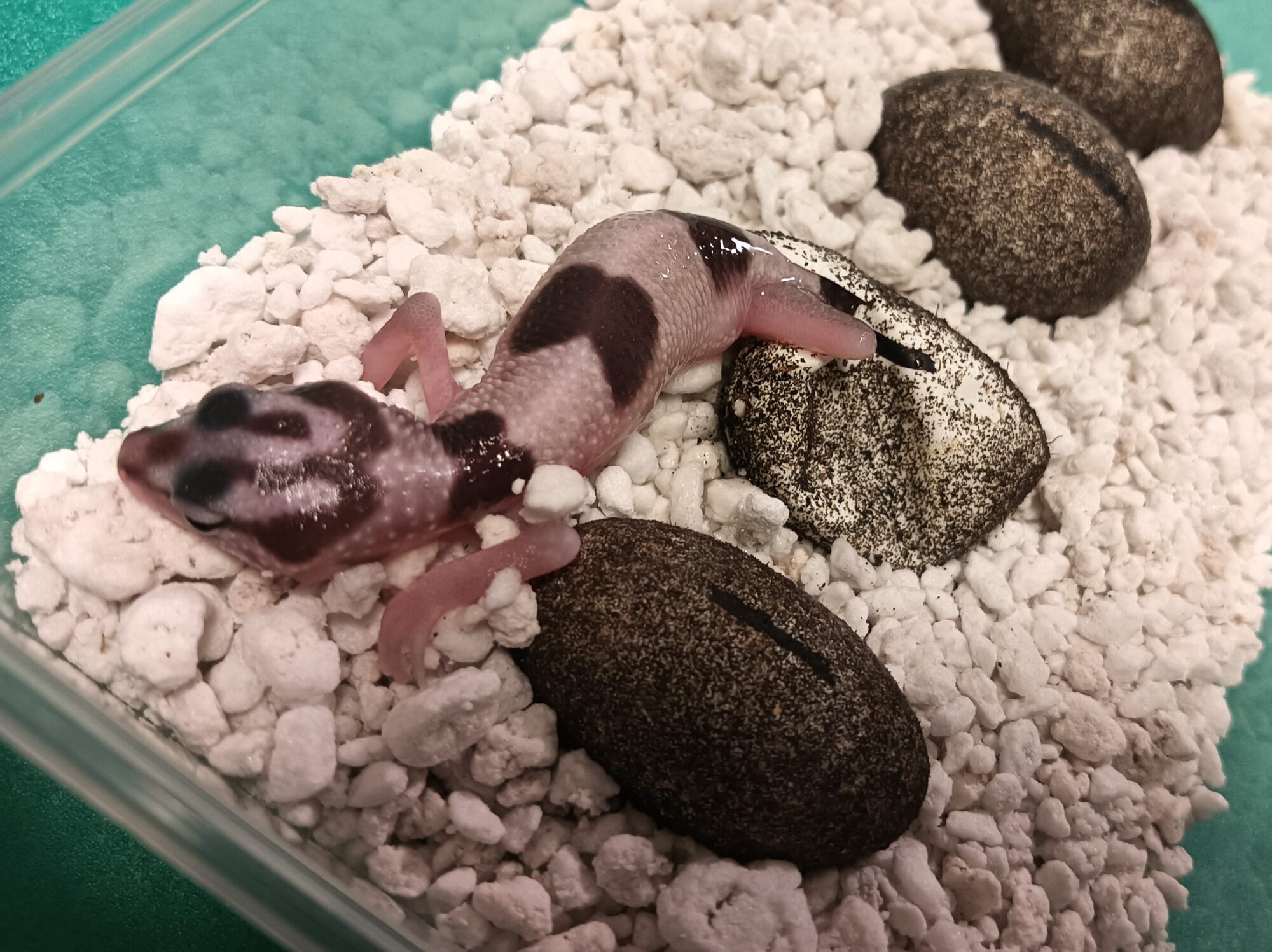 OTODOKE ANIMA 6th 【本日開催】