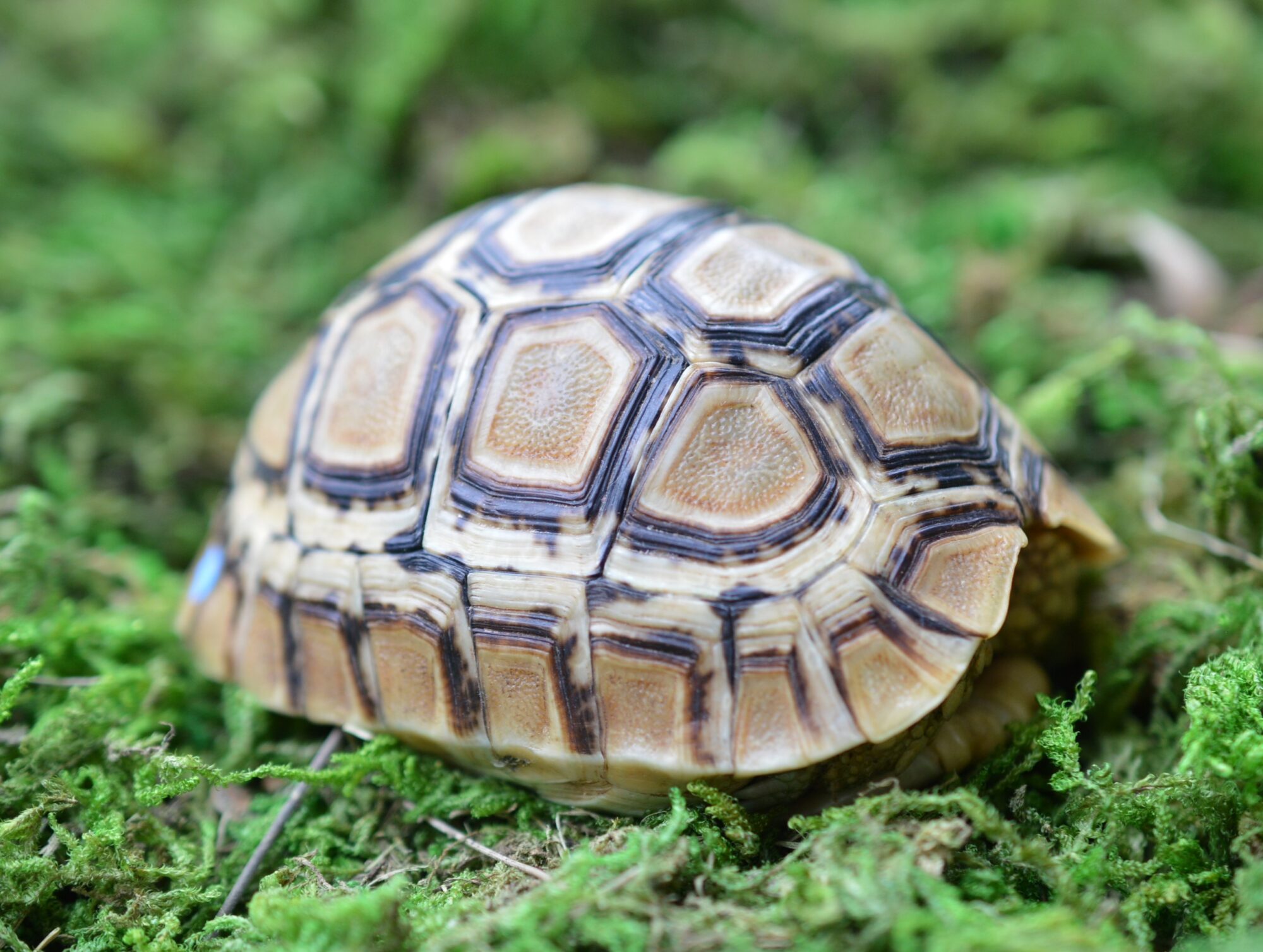 ヒョウモンガメ