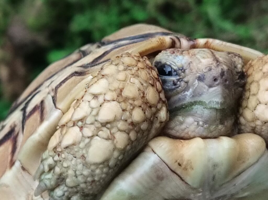 ヒョウモンガメ