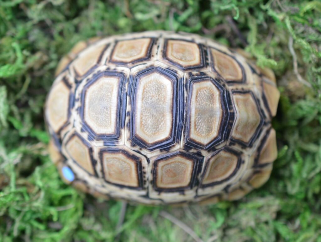 ヒョウモンガメ