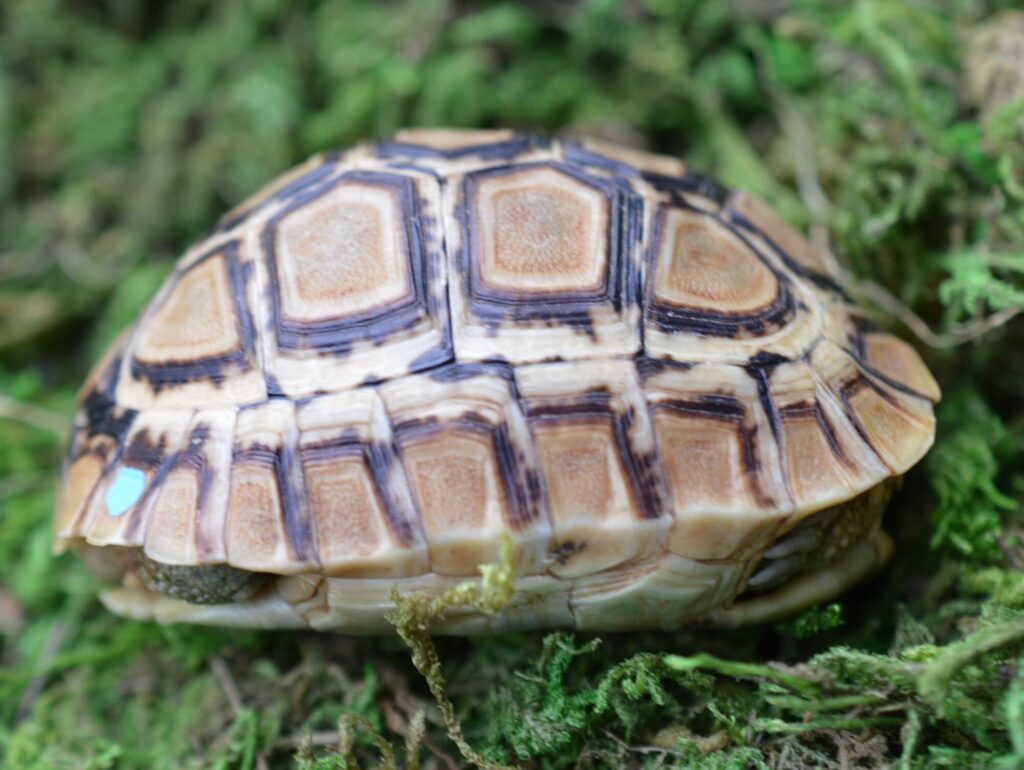 ヒョウモンガメ