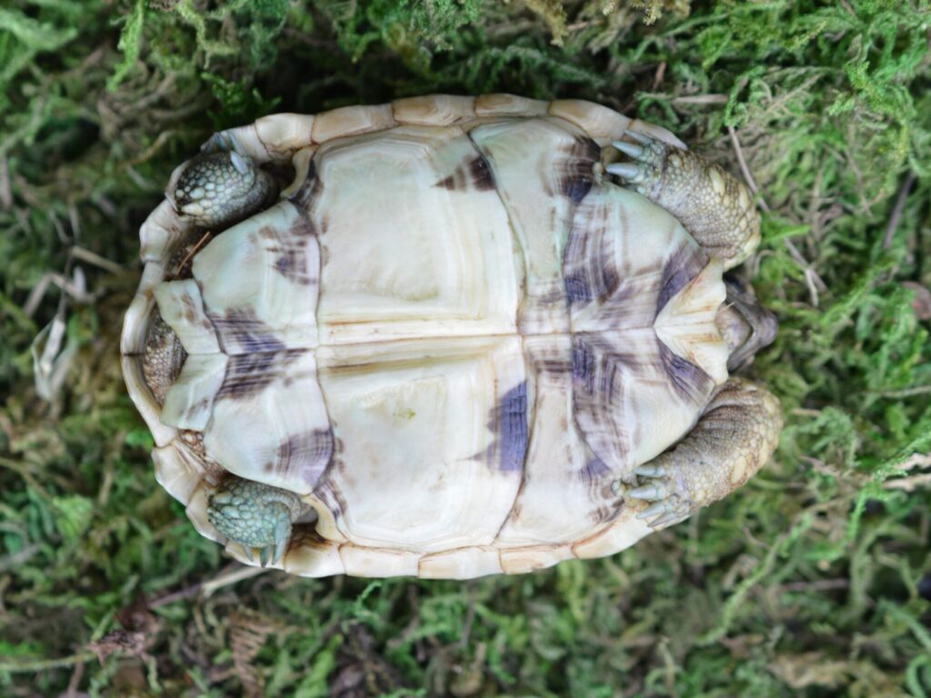 ヒョウモンガメ
