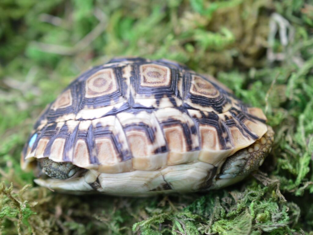ヒョウモンガメ