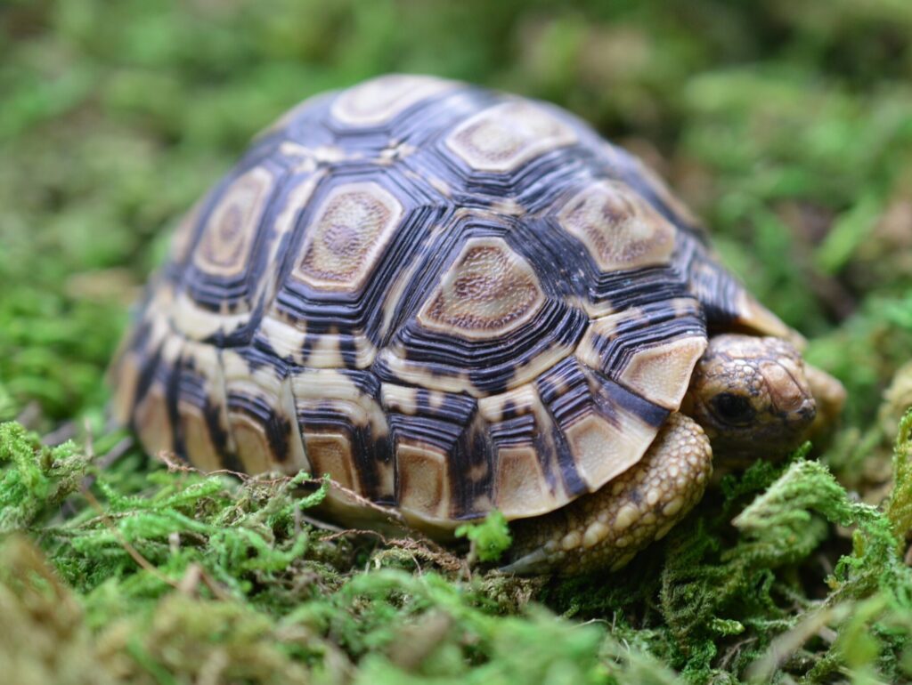 ヒョウモンガメ