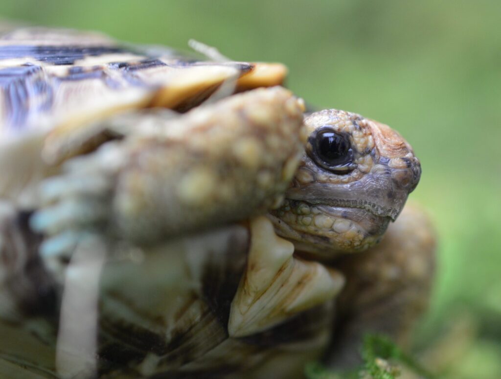 ヒョウモンガメ