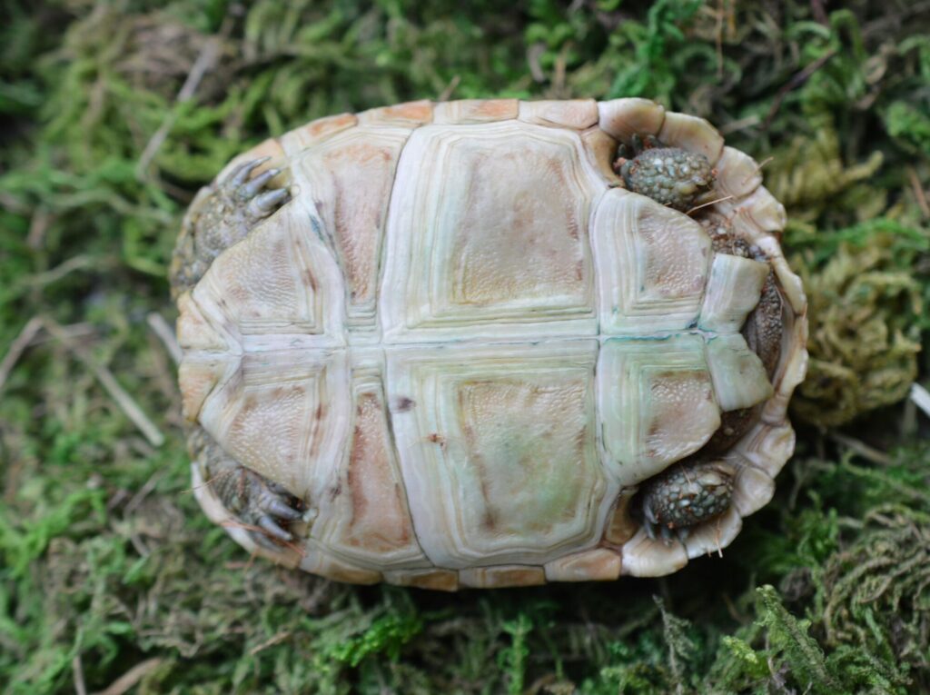 ヒョウモンガメ