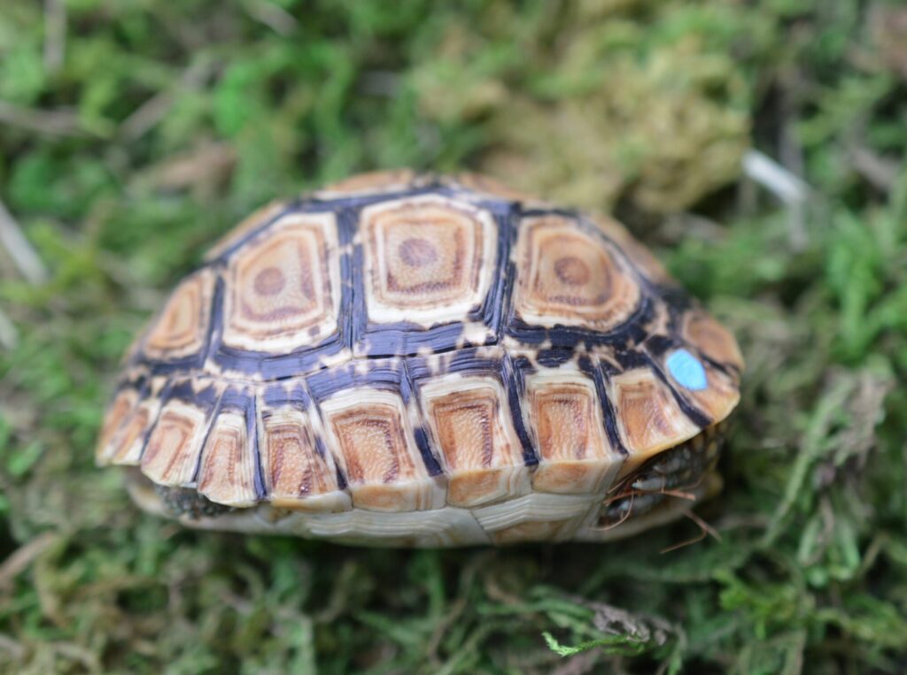 ヒョウモンガメ