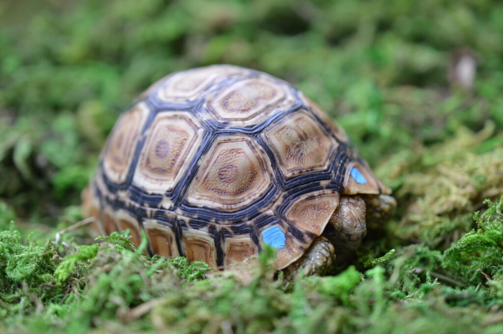 ヒョウモンガメ