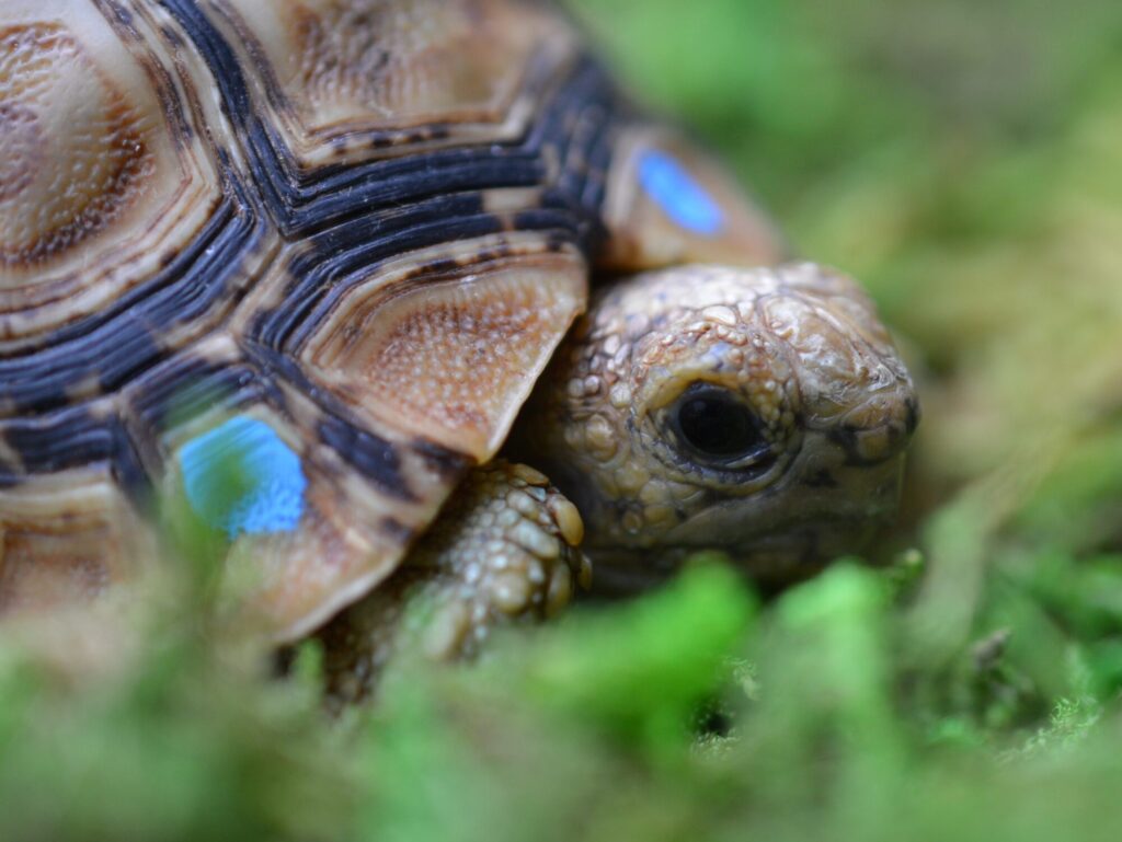 ヒョウモンガメ