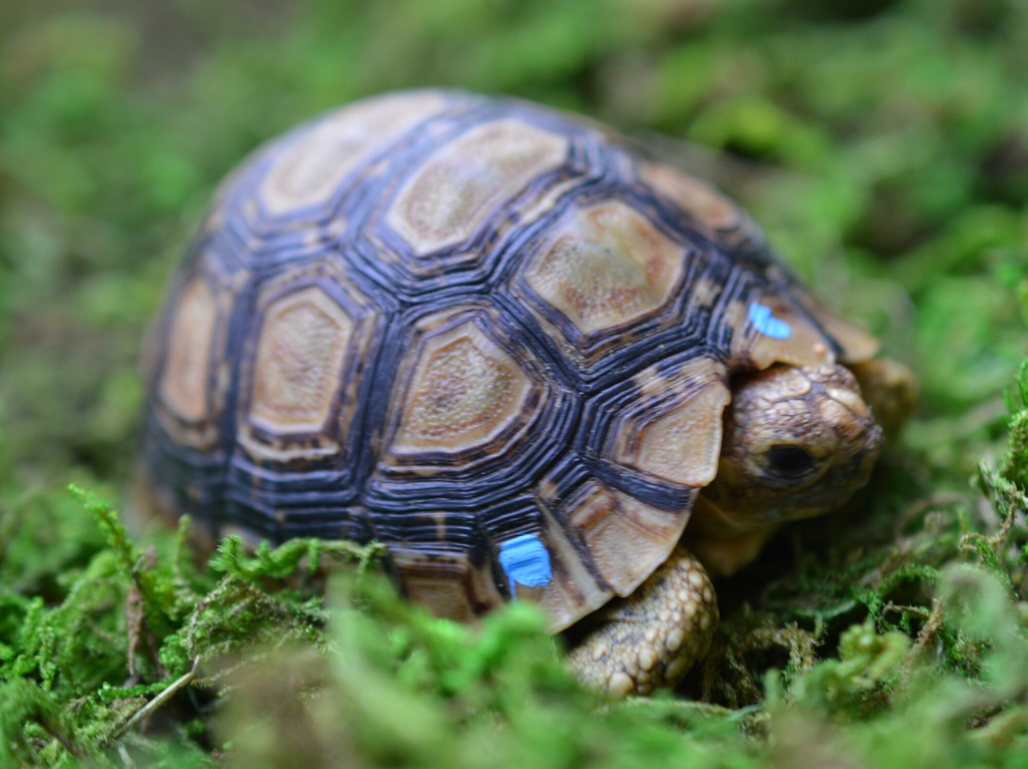 ヒョウモンガメ