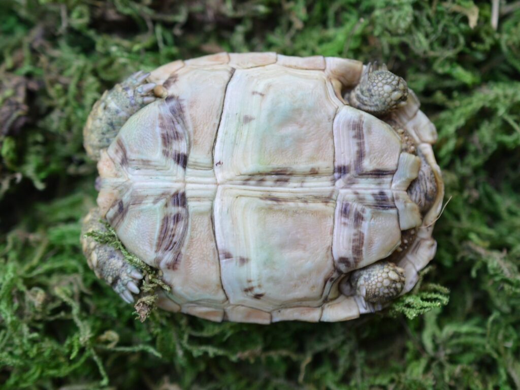 ヒョウモンガメ